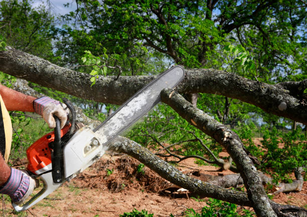 How Our Tree Care Process Works  in  Alexandria, KY